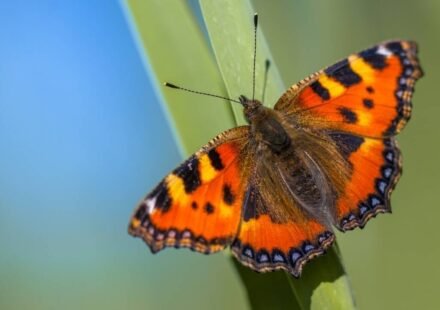 Britain sees second-best butterfly season in 16 years; people counted almost 1.4 million common butterflies and moths; painted ladies jumped by 335%, but scientists are worried