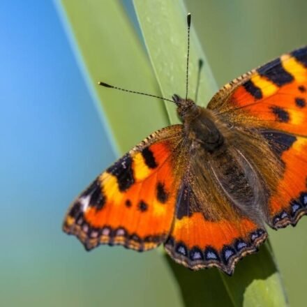 Britain sees second-best butterfly season in 16 years; people counted almost 1.4 million common butterflies and moths; painted ladies jumped by 335%, but scientists are worried