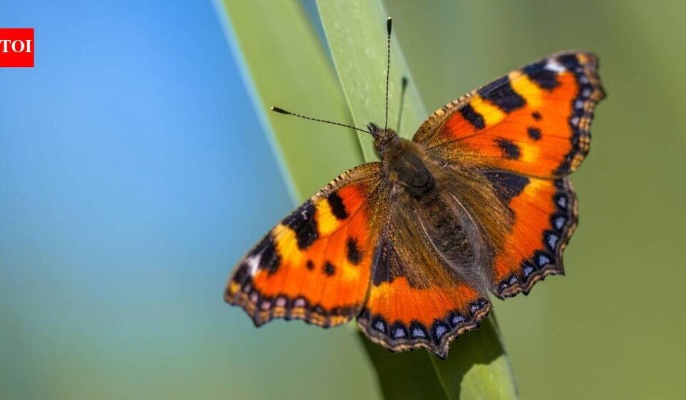 Britain sees second-best butterfly season in 16 years; people counted almost 1.4 million common butterflies and moths; painted ladies jumped by 335%, but scientists are worried