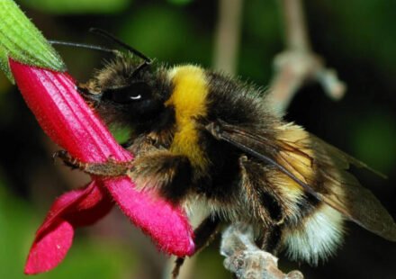 Ann Hammond spent years restoring her 12-acre Iowa property with native habitat; years later, a federally endangered bumblebee appeared among her flowers