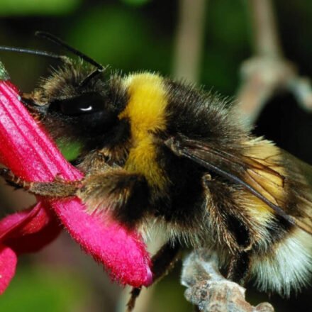 Ann Hammond spent years restoring her 12-acre Iowa property with native habitat; years later, a federally endangered bumblebee appeared among her flowers