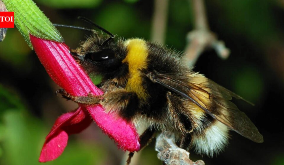 Ann Hammond spent years restoring her 12-acre Iowa property with native habitat; years later, a federally endangered bumblebee appeared among her flowers
