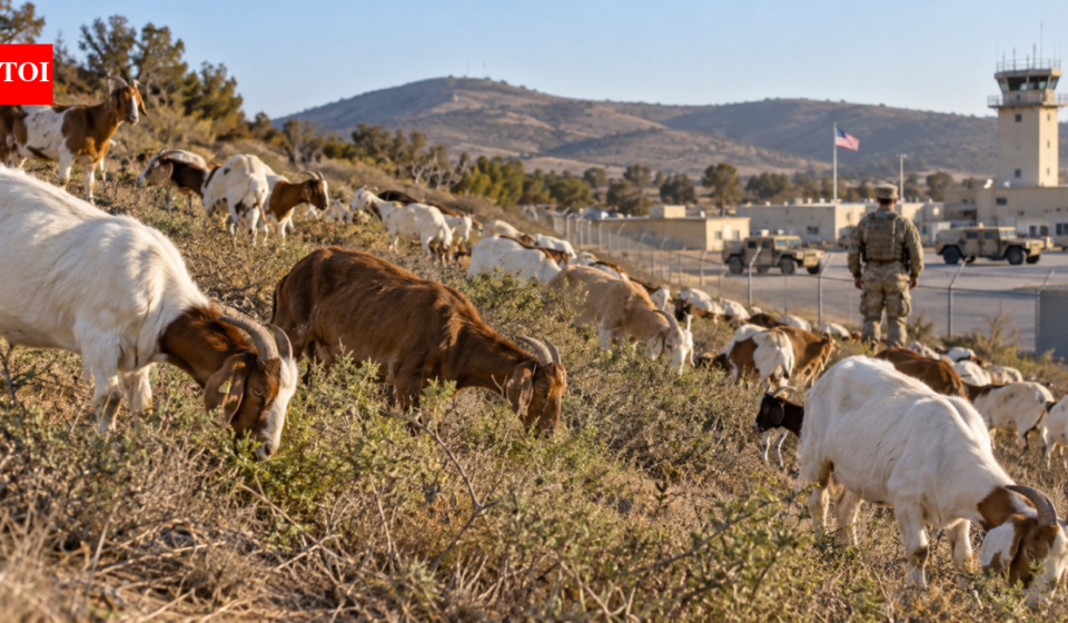 A San Diego military base has brought in almost 500 goats to eat dry brush, testing a wildfire-risk reduction idea its fire chief backed for years