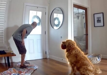 ​An intruder breaks into a San Diego home, but Golden Retriever Nash keeps offering him toys; then police arrive, and the dog has the same plan, all caught on camera