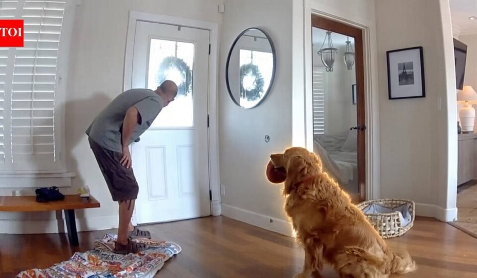 ​An intruder breaks into a San Diego home, but Golden Retriever Nash keeps offering him toys; then police arrive, and the dog has the same plan, all caught on camera