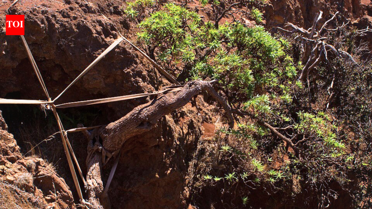 World's last known wild Chilean tree daisy gets a lifeline as conservationists use ropes to support its only survivor and two seedlings arrive at a Scottish garden