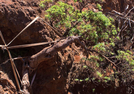 World's last known wild Chilean tree daisy gets a lifeline as conservationists use ropes to support its only survivor and two seedlings arrive at a Scottish garden