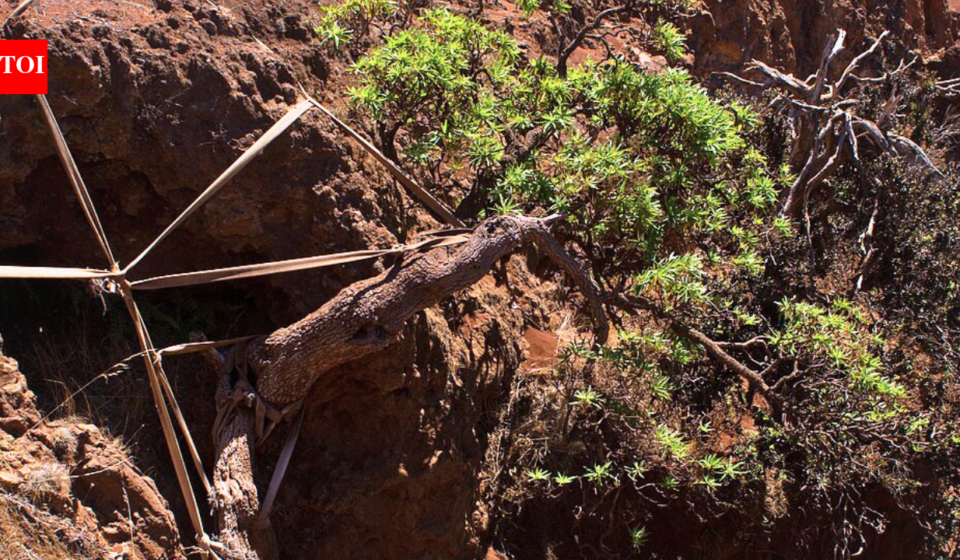 World's last known wild Chilean tree daisy gets a lifeline as conservationists use ropes to support its only survivor and two seedlings arrive at a Scottish garden