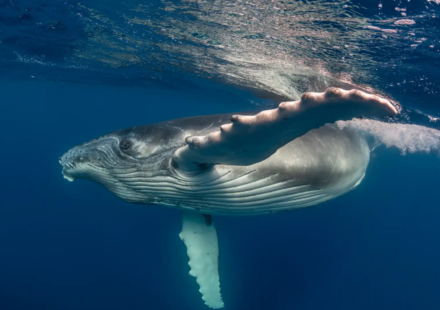 ‘Heartbreaking and extremely rare’: Mother humpback whale carries stillborn calf through the ocean; scientists explain the unusual behaviour