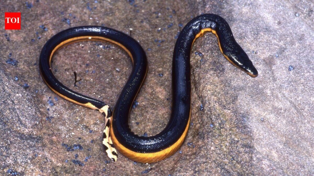 Yellow-bellied venomous sea snake returns to California beach after 8 years; rare reappearance after 2018 gives scientists clues about the species’ changing Pacific range