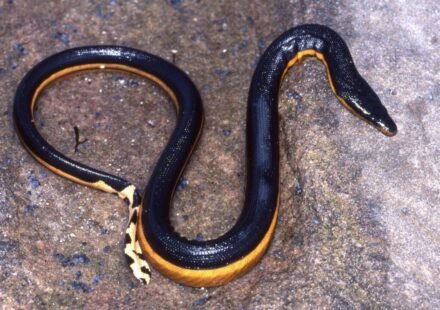 Yellow-bellied venomous sea snake returns to California beach after 8 years; rare reappearance after 2018 gives scientists clues about the species’ changing Pacific range