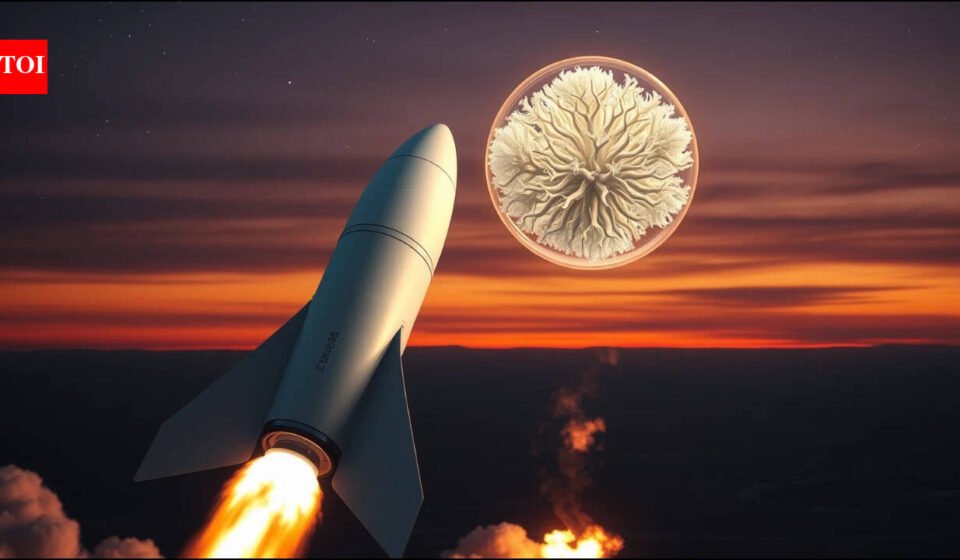 Australian researchers sent edible fungi to the ISS for nearly a month; after returning to Earth, the mushrooms grew and were eaten in pasta