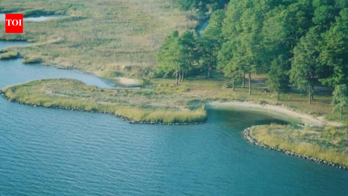 In 2002, concrete rubble from Baltimore’s demolished Memorial Stadium was reused in a Maryland living shoreline; the project restored 400 feet of coast and created two acres of tidal wetlands