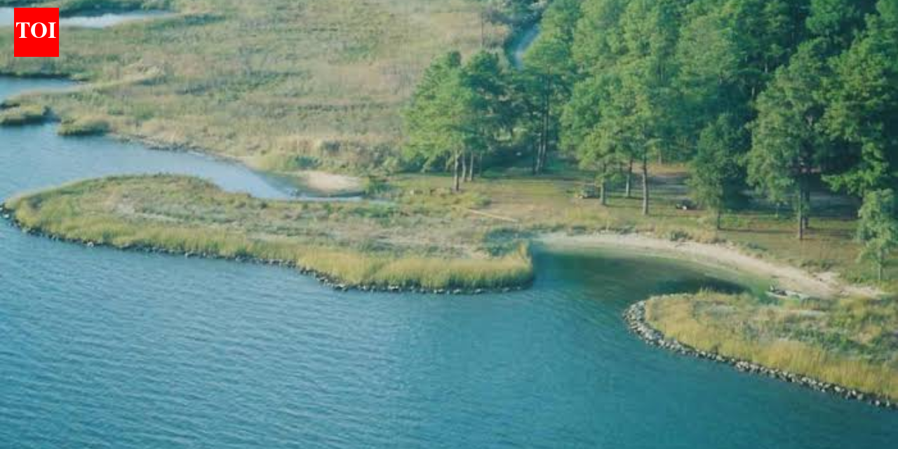 In 2002, concrete rubble from Baltimore’s demolished Memorial Stadium was reused in a Maryland living shoreline; the project restored 400 feet of coast and created two acres of tidal wetlands