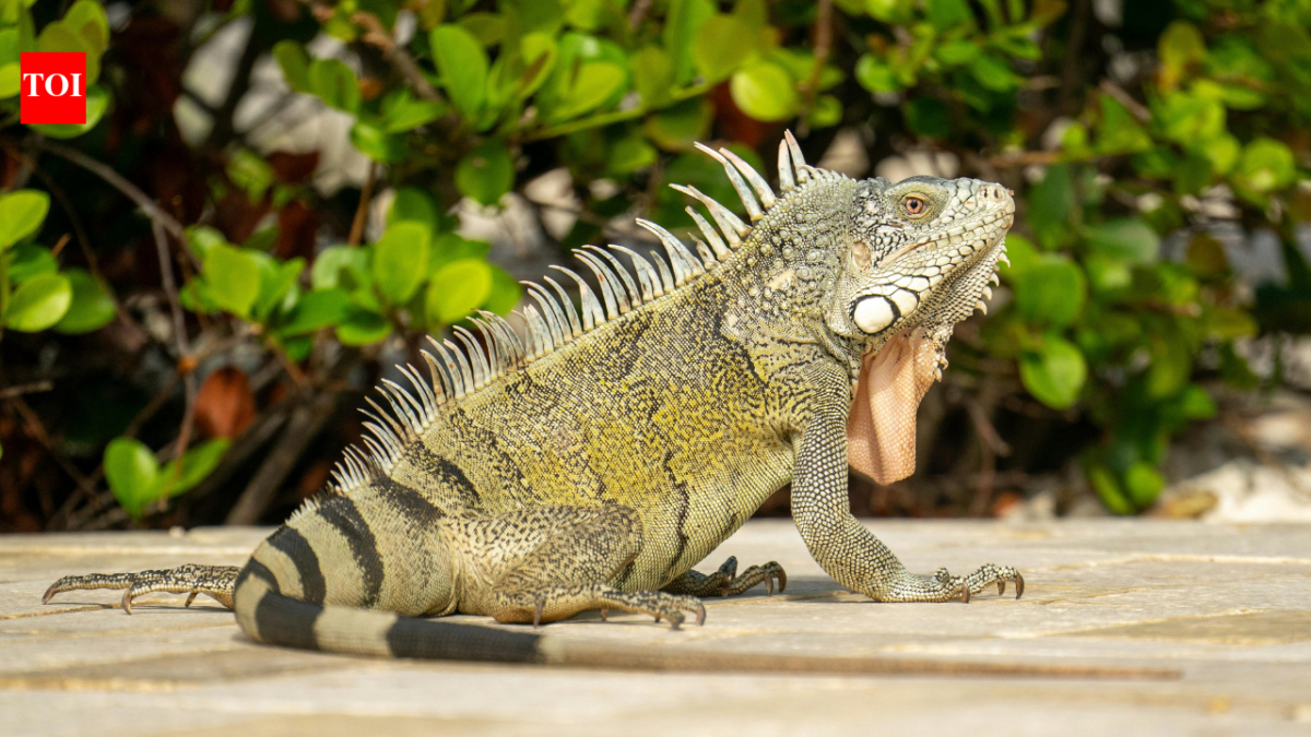 Boca Raton council votes 3-2 to impose $100 minimum fine for feeding iguanas, rats, mice and pigeons under new Florida ordinance