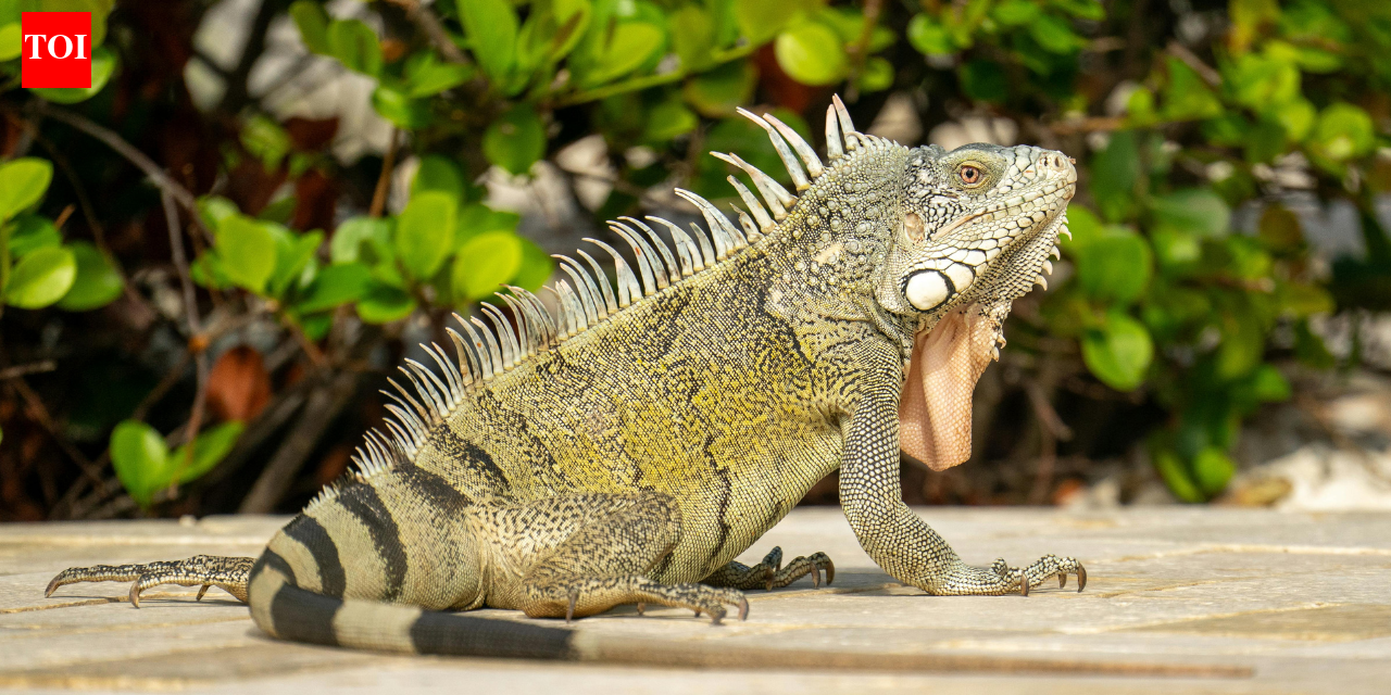 Boca Raton council votes 3-2 to impose $100 minimum fine for feeding iguanas, rats, mice and pigeons under new Florida ordinance
