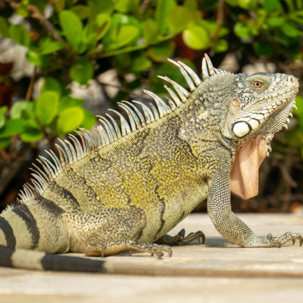 Boca Raton council votes 3-2 to impose $100 minimum fine for feeding iguanas, rats, mice and pigeons under new Florida ordinance