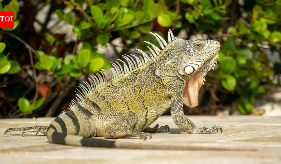Boca Raton council votes 3-2 to impose $100 minimum fine for feeding iguanas, rats, mice and pigeons under new Florida ordinance