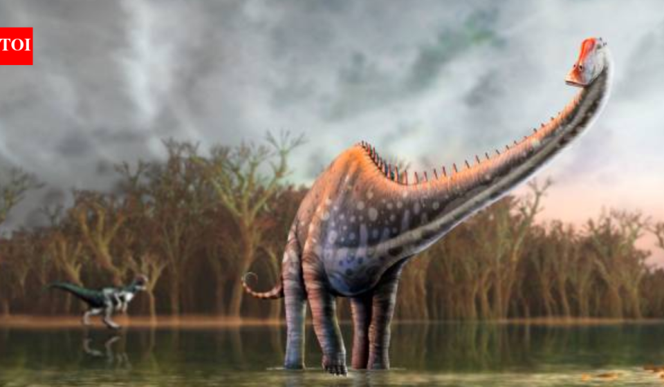 North America loses its monopoly on dinosaur fossils; fourteen tail vertebrae just turned up in Spain and experts have identified it as Diplodocus