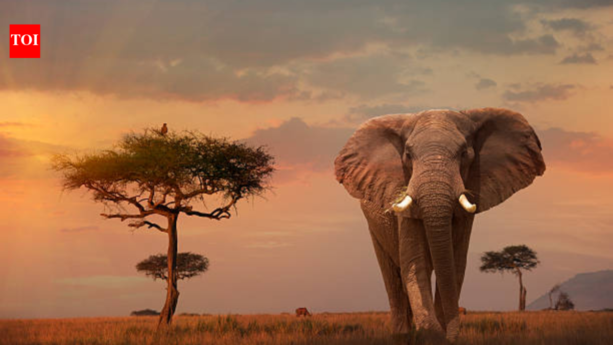 In 2014, Leonardo DiCaprio's foundation donated $1 million, helping save African elephants who were being killed for their ivory tusks at a rate of 100 per day