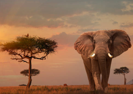 In 2014, Leonardo DiCaprio's foundation donated $1 million, helping save African elephants who were being killed for their ivory tusks at a rate of 100 per day