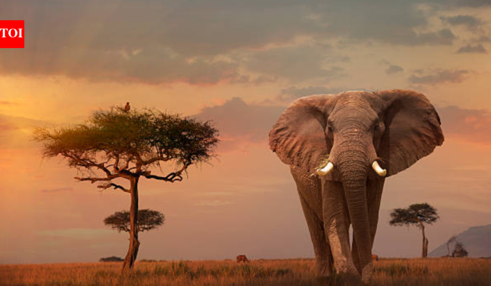 In 2014, Leonardo DiCaprio's foundation donated $1 million, helping save African elephants who were being killed for their ivory tusks at a rate of 100 per day