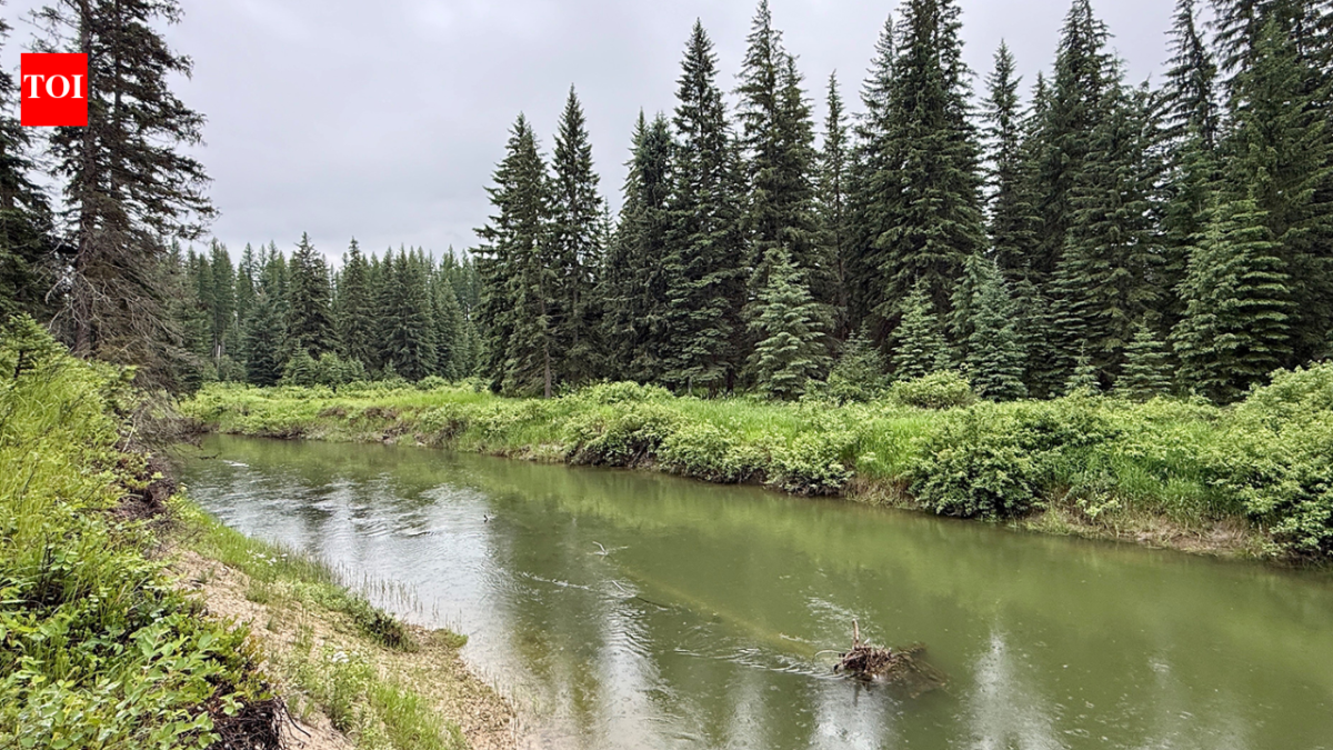 In 2003, a Montana family bought 57 acres along the Stillwater River; after cameras documented bears, wolves and mountain lions, they have permanently protected the property from development
