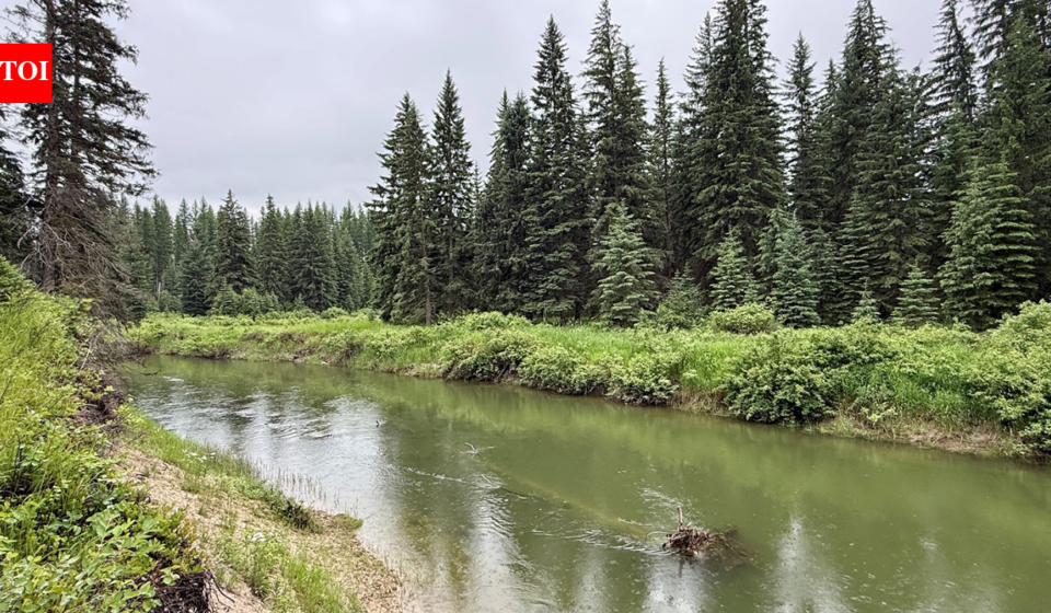 In 2003, a Montana family bought 57 acres along the Stillwater River; after cameras documented bears, wolves and mountain lions, they have permanently protected the property from development