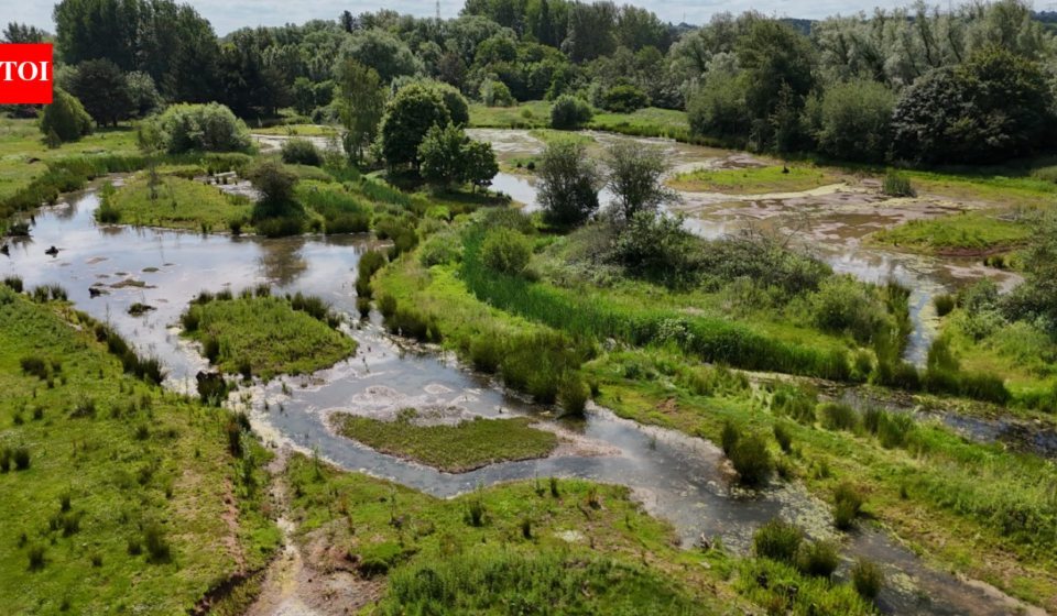 In 2017, a 64-acre golf course built for workers at England’s Rugeley Power Station closed; nine years later, work is turning it into wetlands, meadows and ponds with a 1.5km public trail