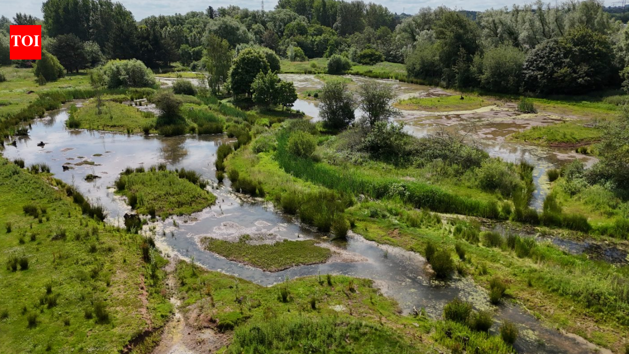 In 2017, a 64-acre golf course built for workers at England’s Rugeley Power Station closed; nine years later, work is turning it into wetlands, meadows and ponds with a 1.5km public trail