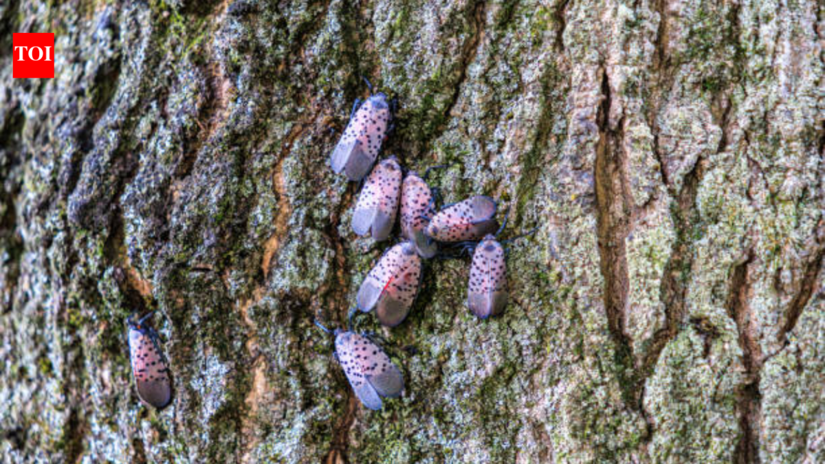 An invasive insect first found in Pennsylvania in 2014 spread across 18 US states; Canada has now confirmed its first spotted lanternfly detection in Windsor, putting grape-growing regions on alert