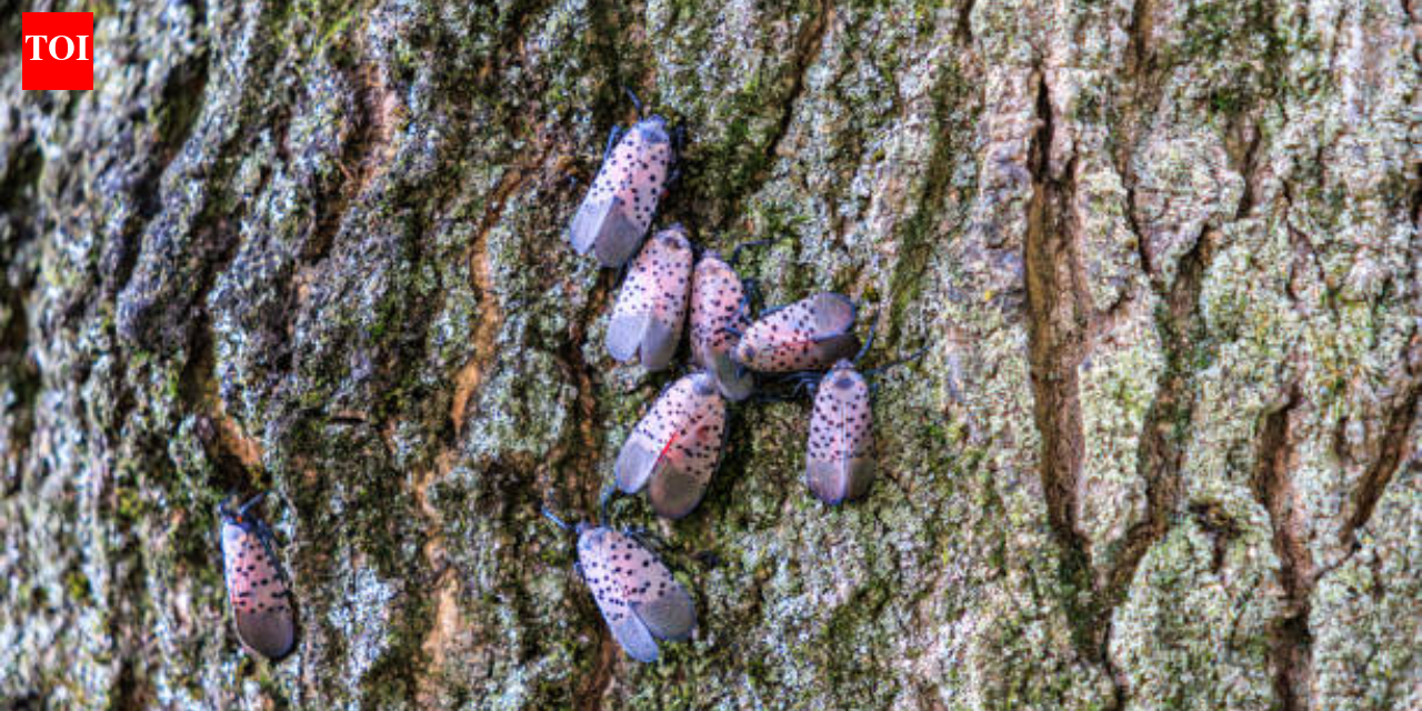 An invasive insect first found in Pennsylvania in 2014 spread across 18 US states; Canada has now confirmed its first spotted lanternfly detection in Windsor, putting grape-growing regions on alert