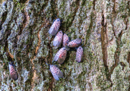 An invasive insect first found in Pennsylvania in 2014 spread across 18 US states; Canada has now confirmed its first spotted lanternfly detection in Windsor, putting grape-growing regions on alert