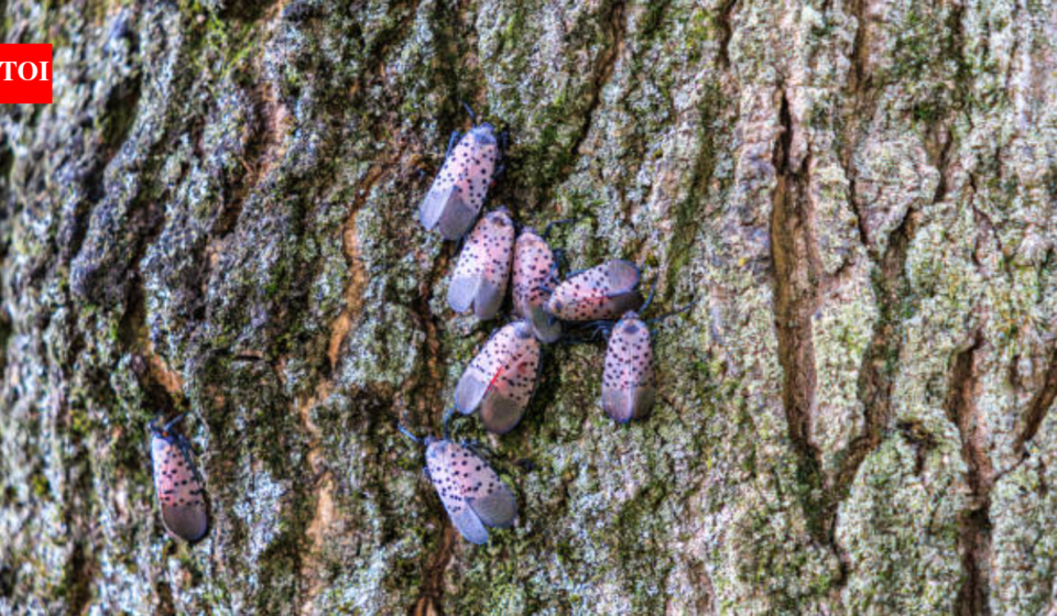 An invasive insect first found in Pennsylvania in 2014 spread across 18 US states; Canada has now confirmed its first spotted lanternfly detection in Windsor, putting grape-growing regions on alert