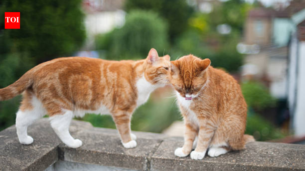 Cats may have their own chemical ‘ID cards’: Scientists found 13 unusual fatty acids in urine that remain stable for at least 24 hours which can easily help identify individual cats