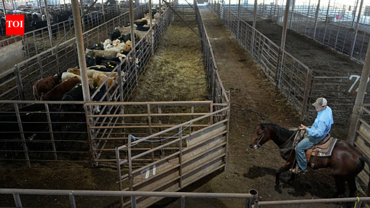In 1959, Sebastian Scirpo started a Connecticut livestock auction in a rented chicken coop and made $7 on his first commission; 67 years later, his daughters run the state's last remaining sale barn