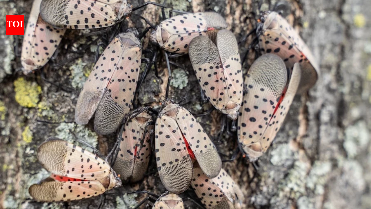 A Toledo woman's neighbour has a tree of heaven covered in spotted lanternflies, leaving her driveway, car and patio covered in bugs and sticky sap