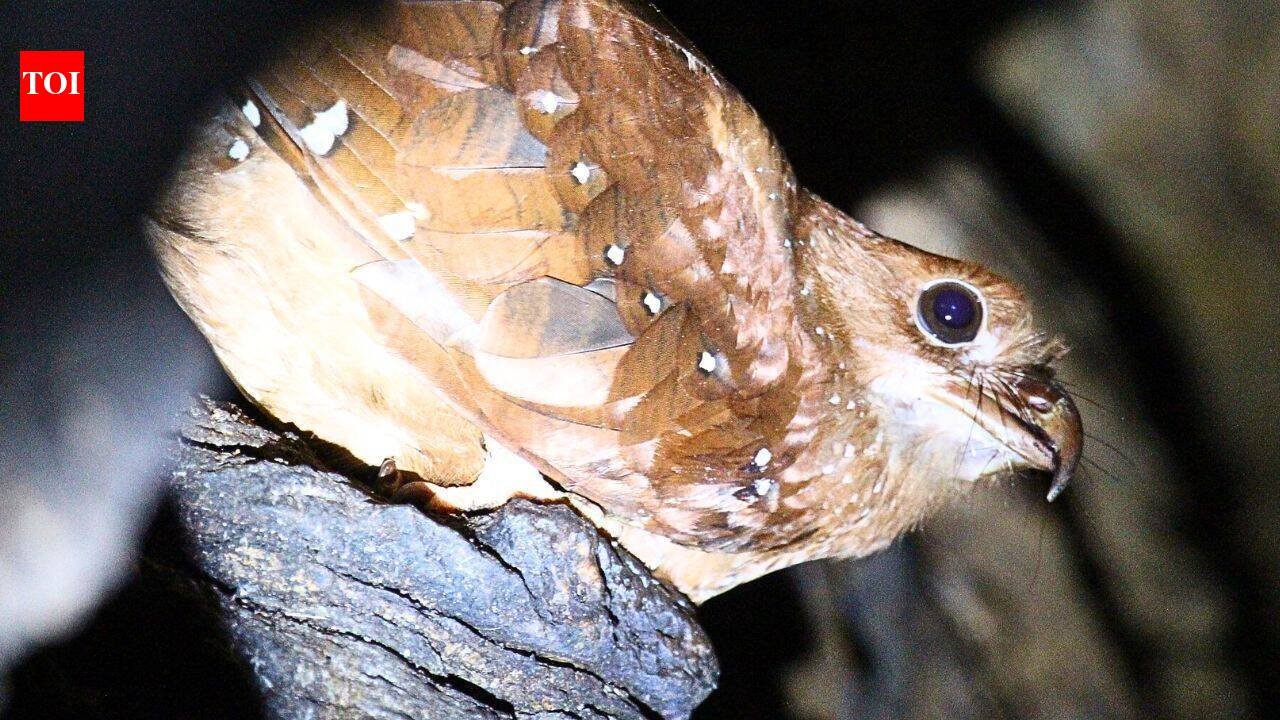 Scientists tracked 21 oilbirds in Venezuela, and five disappeared from their cave for up to 73 days to stay closer to food