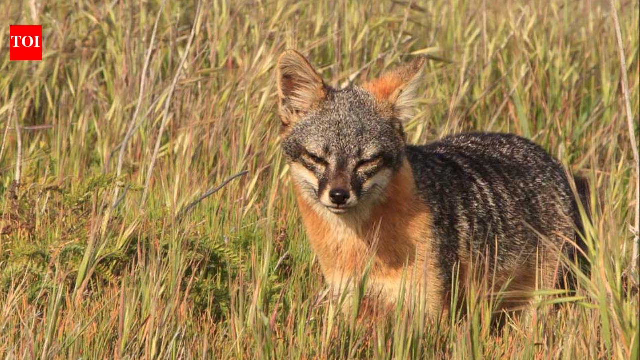 In 1999, just 15 island foxes remained on each of two California islands; captive breeding and ecosystem restoration pulled the species back from extinction
