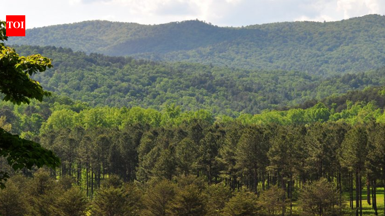 An 8,000-acre South Carolina forest was bought for conservation after drawing developer interest; the state now plans to acquire 4,148 acres for a new Carvers Bay State Forest