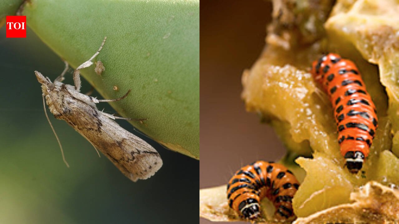 In 1957, a South American moth was released in the Caribbean to control prickly pear; by 1989 it had reached Florida and was attacking native and endangered cacti