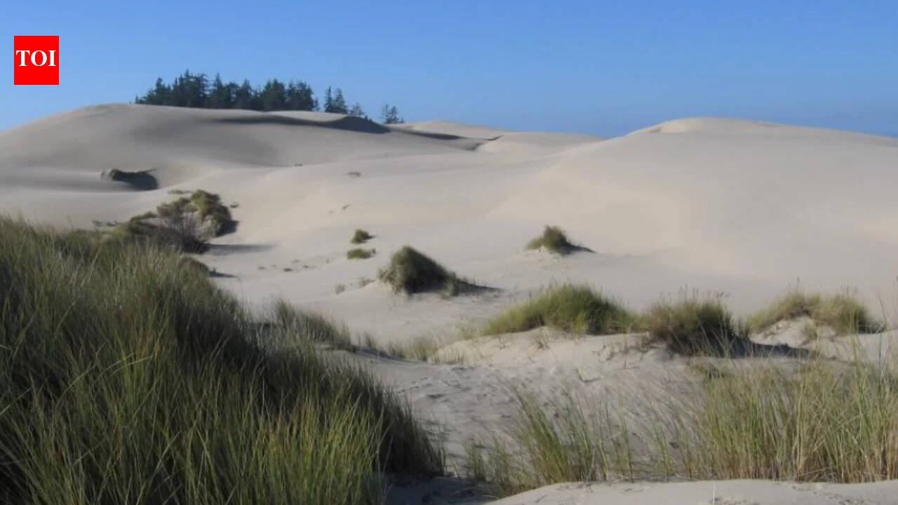 In 1910, Oregon planted European beachgrass to stabilize shifting dunes; it spread along the coast, reshaped the landscape and squeezed open sandy habitat used by native wildlife