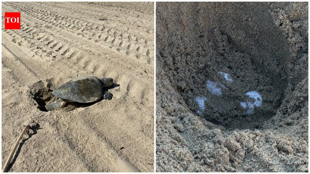 An olive ridley sea turtle lays eggs on Southern California beach for first time in recorded history; turtle eggs to be monitored for up to 60 days
