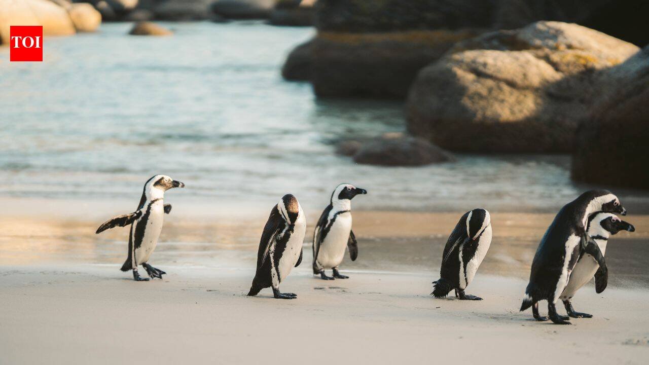 In 2004, Phillip Island launched a campaign to eliminate foxes after nine of its 10 little-penguin colonies had vanished; alongside habitat restoration, the surviving colony grew from 12,000 to 40,000 birds