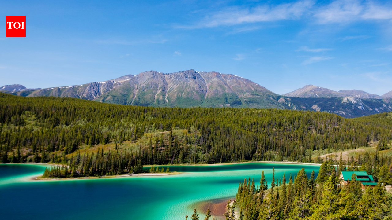 In 1993, a project set out to reconnect wildlife habitat from Yellowstone to Canada's Yukon; its partnerships have now helped create 204 crossings and protect 24 million hectares
