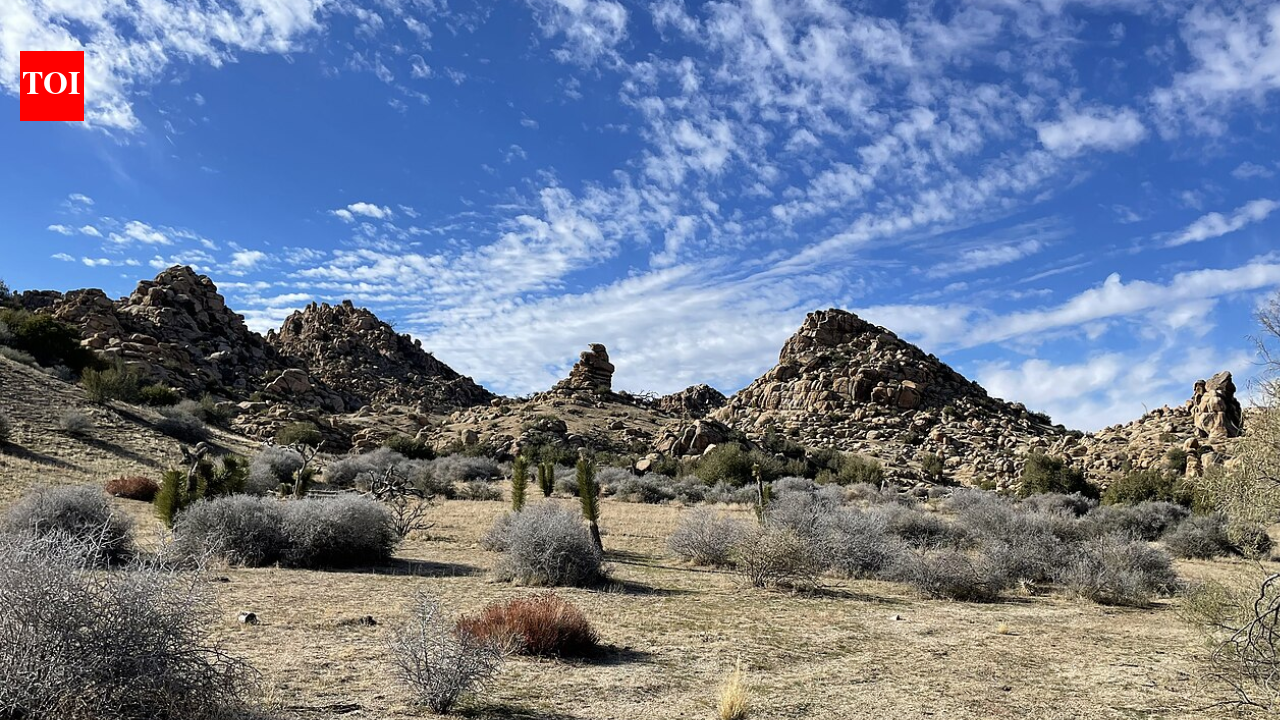 California acquired 640 acres near Pioneertown for western Joshua tree conservation; climate projections rank it among Southern California's best future habitats, with tribal co-management now being planned