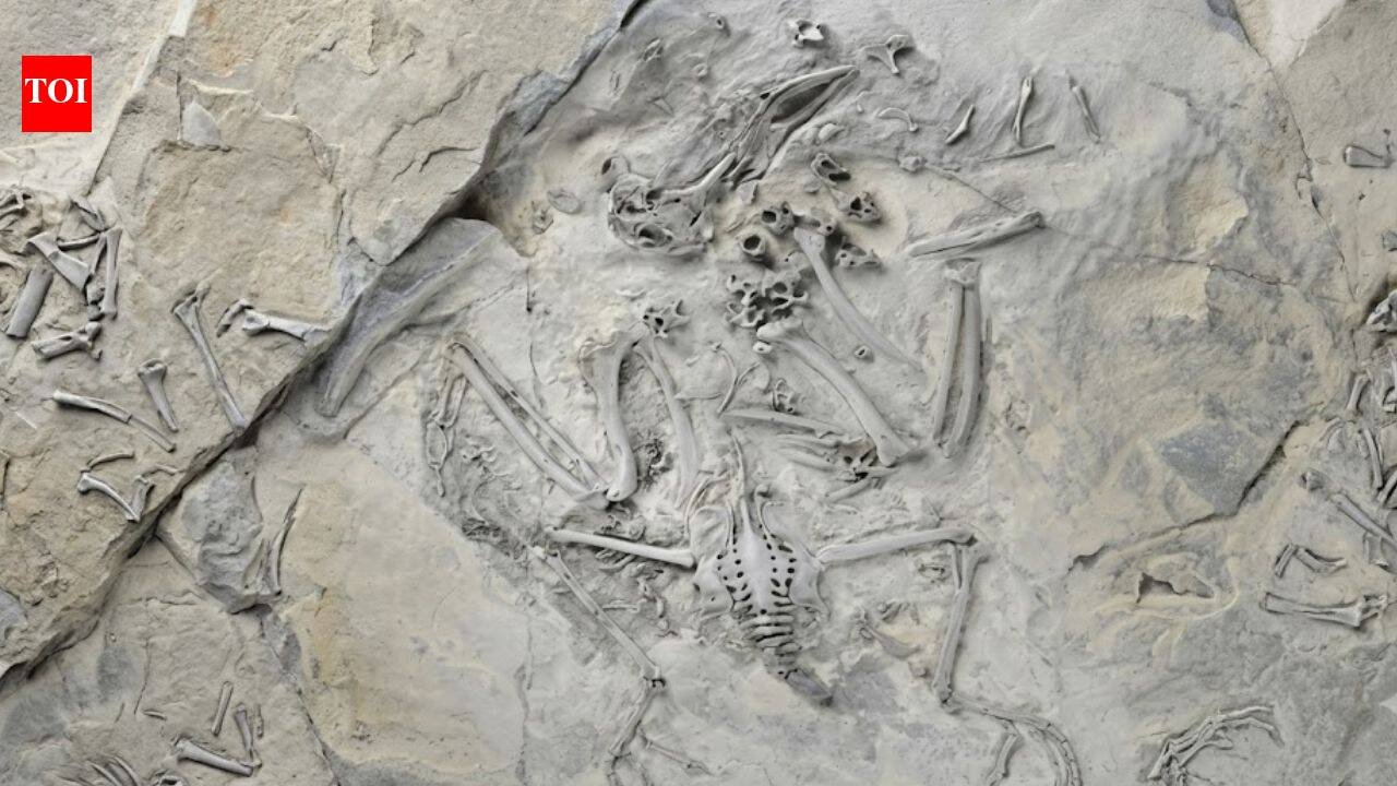 55-million-year-old fossil bird reveals how trogons evolved their unusual feet; reversed toe came before the big toe shrank