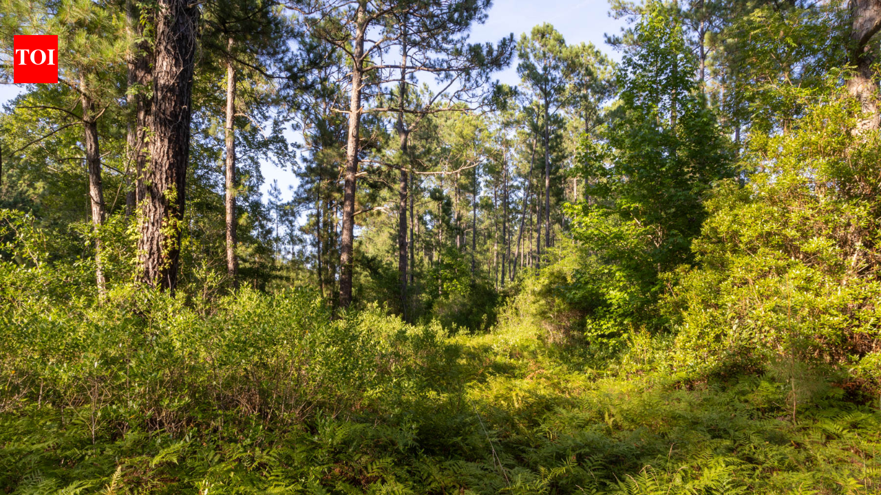 Forty-five North Carolina property owners sued over roads planned through their neighborhoods for the 1,800-home Hilton Bluffs project; the developer removed both links, then the county denied its revised one-access plan
