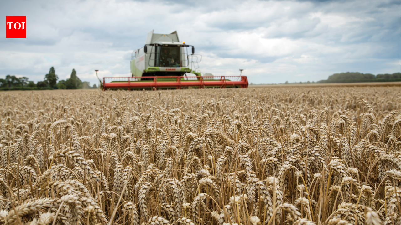 In 2002, a 3.5km sea wall was breached in five places at a 283-hectare Essex arable farm; seawater returned to the land, creating new habitat and helping double saltmarsh across the Greater Thames estuary