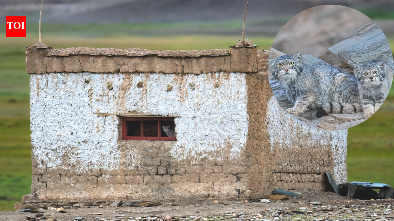 World’s “grumpiest cat” moved into a Ladakh couple’s home with 3 kittens; family gave up their house so she could raise them